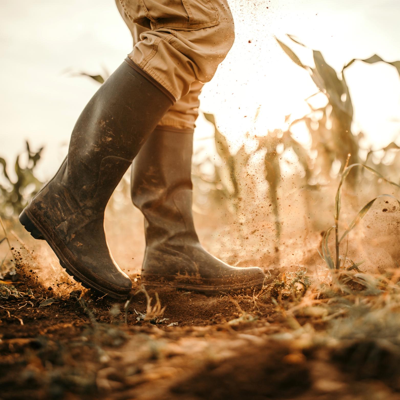 Muddy boots walking a field at sunrise