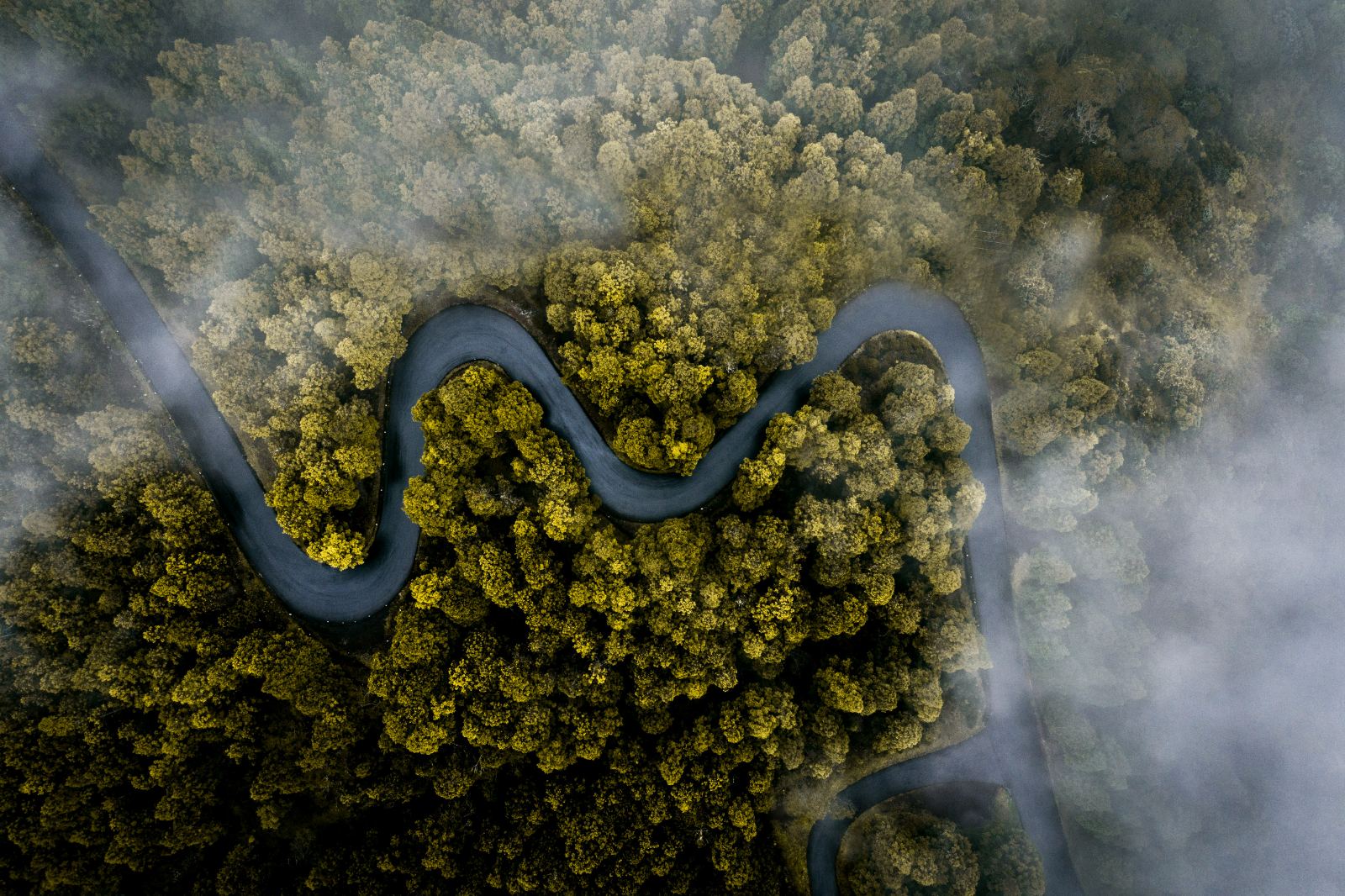 Aerial view of a winding road through misty timber
