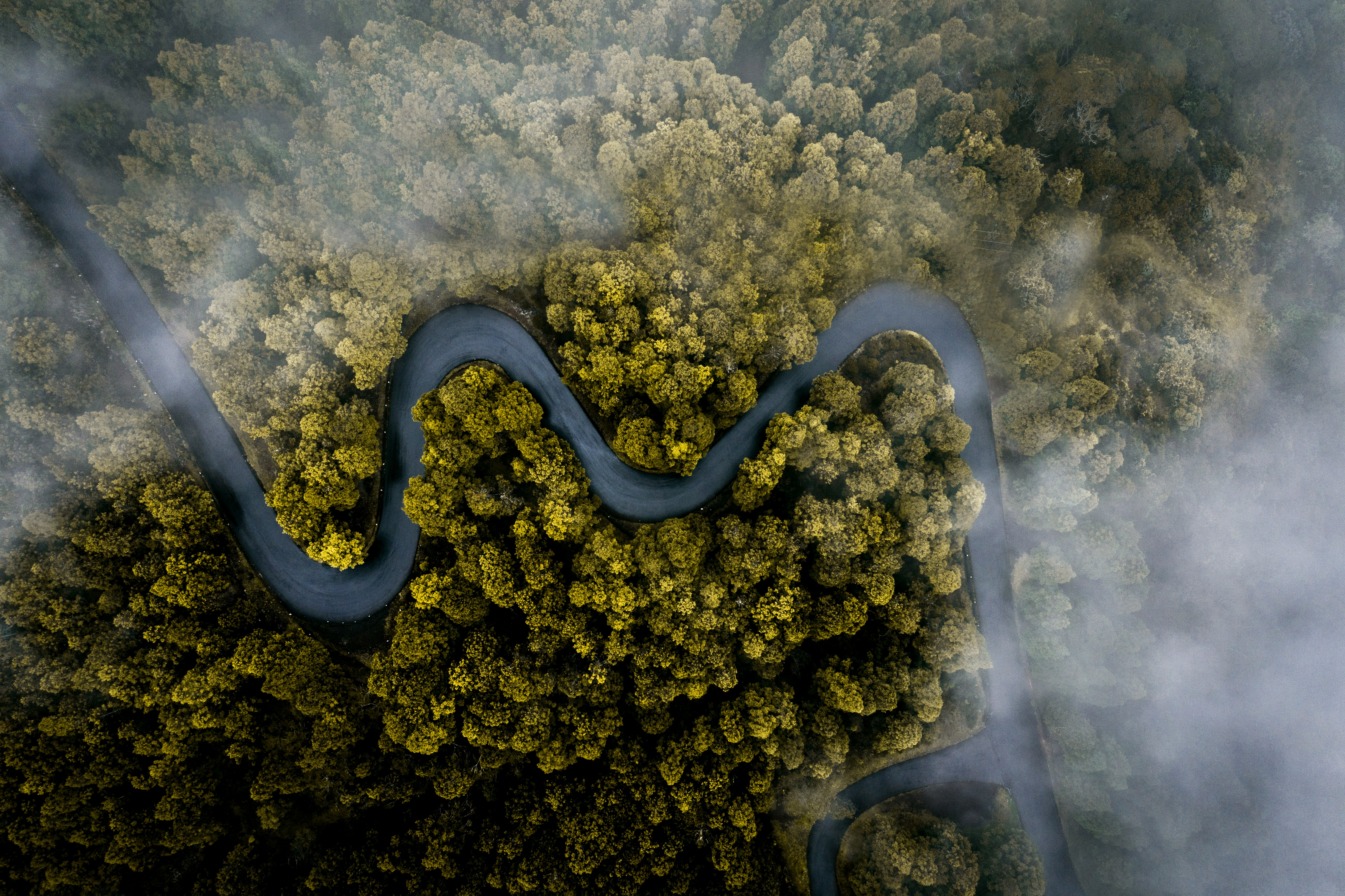 Aerial view of a winding road through misty timber