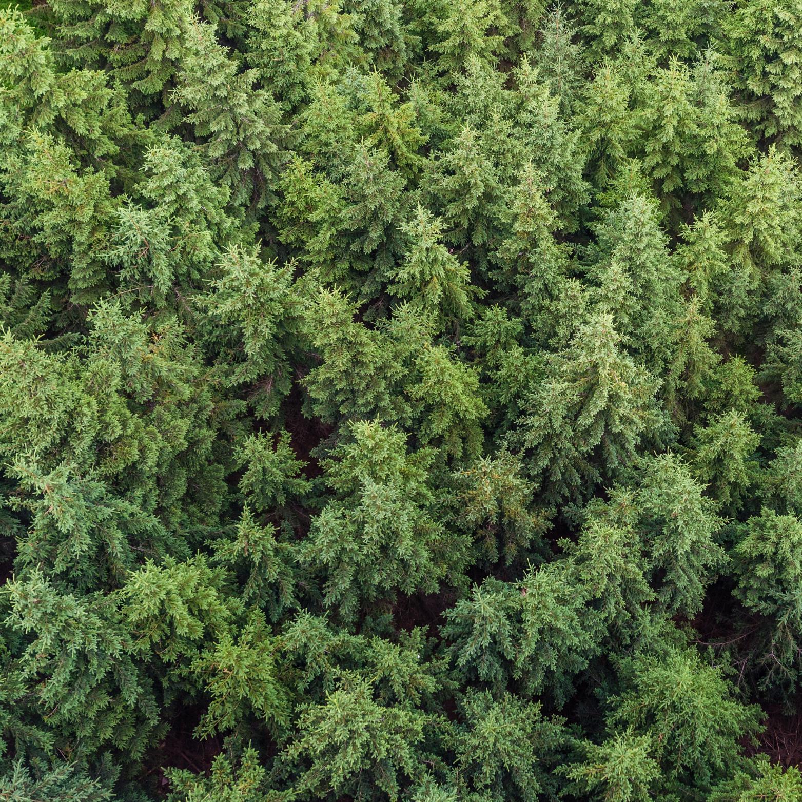 Pine timber from above