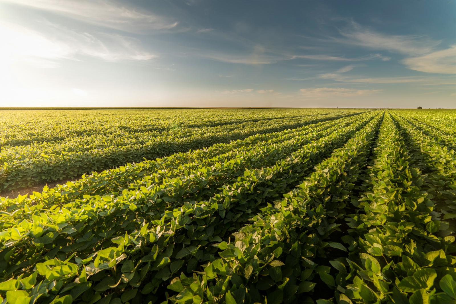 Rows of green soybeans running to the horizon at golden hour